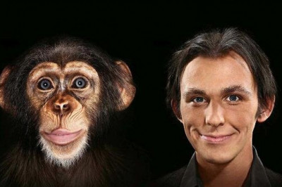 Что нового в разнице  между мозгом человека и обезьяны?