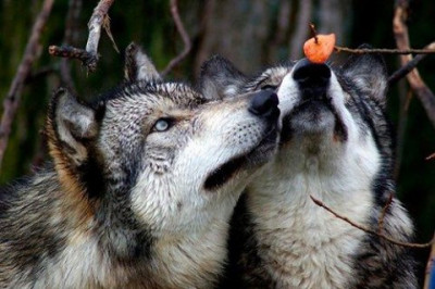 Правда ли, что собаки и волки обладают врожденным чувством справедливости?