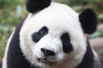 О таинственной болезни, которая поражает бедных панд