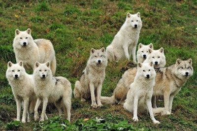 История о том, как волки спасли Йеллоустонский  национальный парк