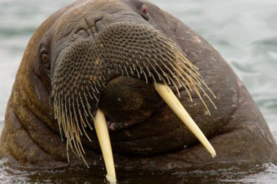 9 любопытных фактов о моржах