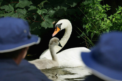Правда ли, что все лебеди принадлежат монарху?