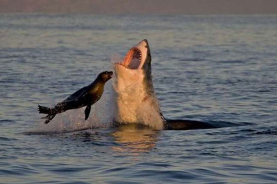 О переменах в экосистеме: как тюлени едят акул...