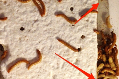 Правда ли, что черви могут спасти нашу планету от завалов мусором?