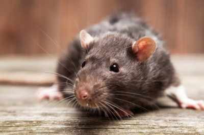 Как мыши могут помочь  создать эффективный оральный мужской контрацептив?
