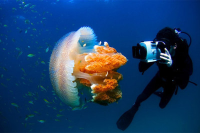 12 интересных фактов о медузах