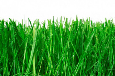 Почему трава зеленая?