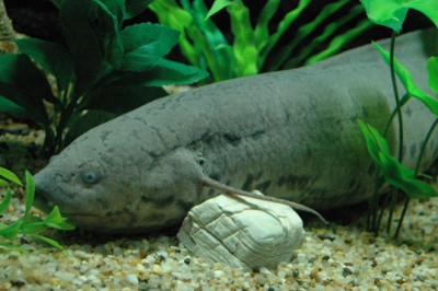 Рыбы,которые умеют дышать вне воды