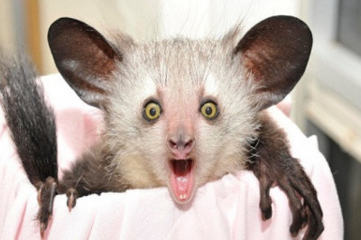 Интересные факты об Ай-ай