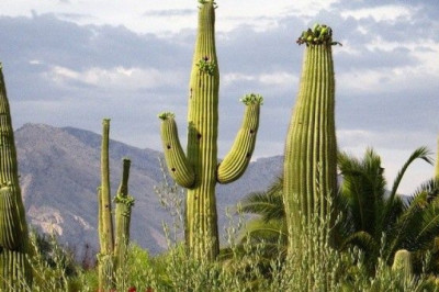 Как растения пустыни справляются с адской жарой и засухой?