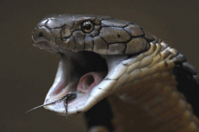 Почему Индийская кобра зовется Очковой змеей?