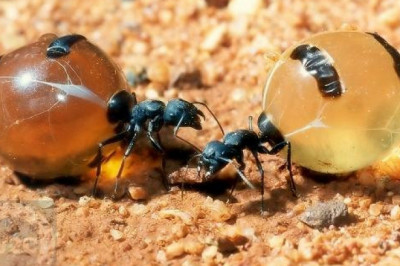 Муравьиная цивилизация оказалась куда сложней, чем предполагалось ранее...