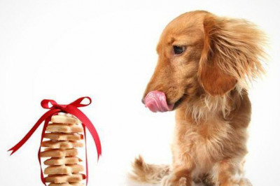  Интересные факты о лучшем друге человека