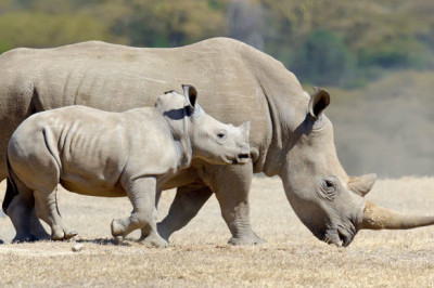 Носороги не любят огонь?