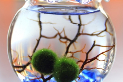 Мох-маримо заместо аквариумной рыбки