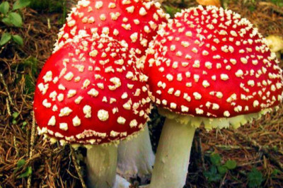 Мухоморы могут погубить мух?