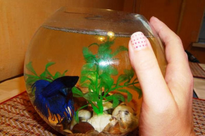 Каких аквариумных рыбок можно держать в стакане?