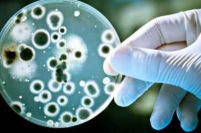 Самое простое живое существо