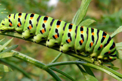 Все ли гусеницы медлительны?