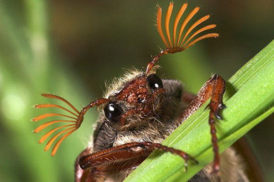 Почему нужно беречь насекомых?