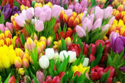 Тюльпановая лихорадка