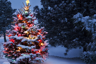 Интересный факт о елке как о символе зимних праздников