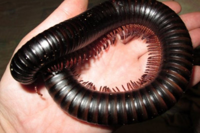 Кивсяк как экзотичный домашний питомец