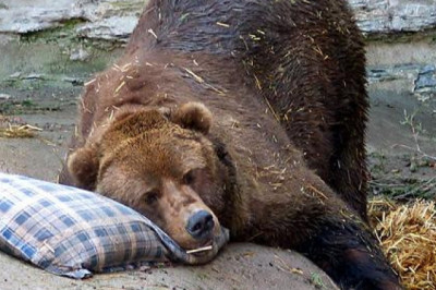 Зачем медведям нужно спать всю зиму?