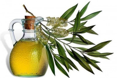 Чем полезно эфирное эвкалиптовое масло?