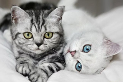 Почему кошки должны быть у каждого