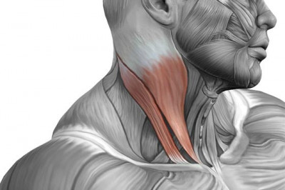 Зачем нужно растягивать мышцы на шее?