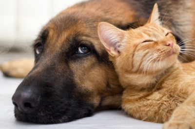 Лучшая работа для любителей животных