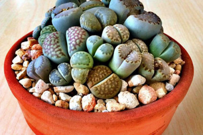  Домашние растения, которые не прихотливы к условиям 