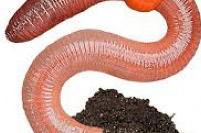 8 любопытных фактов о дождевых червях