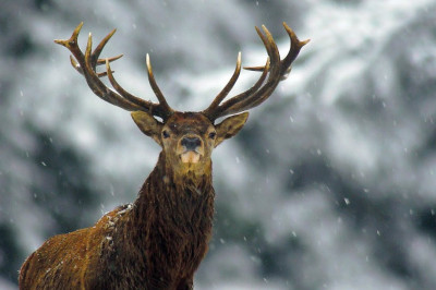 Кого называли 