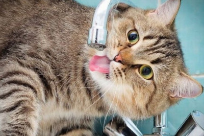 Почему многие кошки любят пить воду из-под крана?