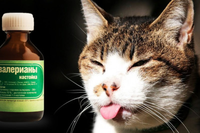 Интересные свойства валерьяны