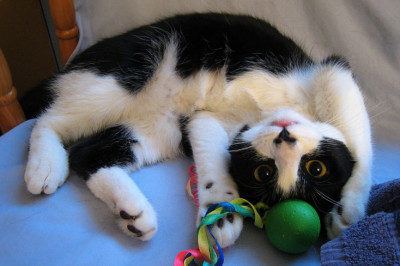 Кошка попробовала себя в роли модели