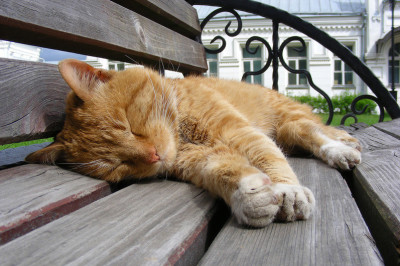 Полезно ли спать на жестком матрасе?