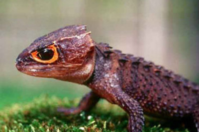 Чем  необычны сцинки Новой Гвинеи ?