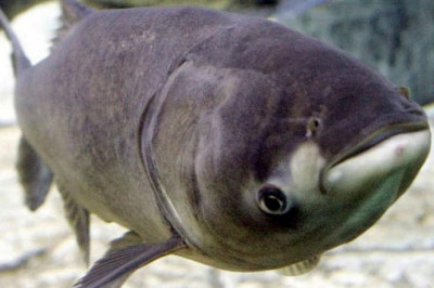 Почему толстолобик так называется?