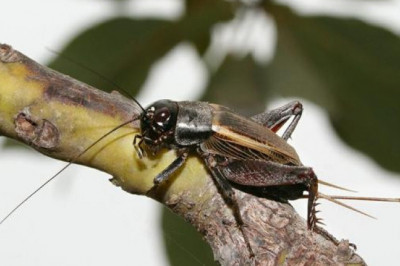 Как поют сверчки?