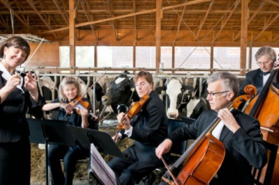 Дает ли корова больше молока,слушая музыку?