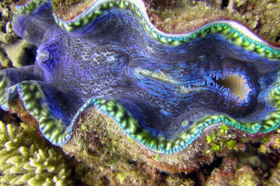 Кто такие тридакны?