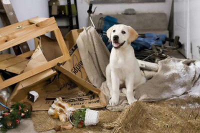 Как отучить кусать жевать руки человека и грызть мебель с обувью?