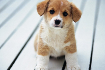 Как правильно воспитать своего щенка?