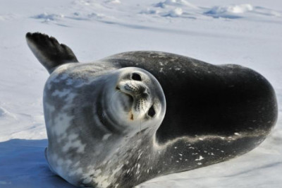 7 самых красивых животных, обитающих в Антарктиде