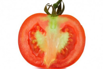 Помидоры: откуда у них белые жилки