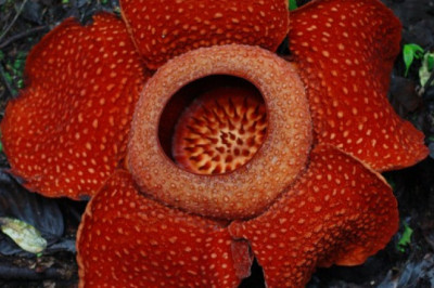 Где можно найти самый большой цветок?