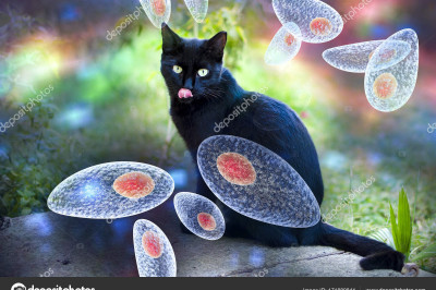 Как кошачий паразит может изменять поведение человека?